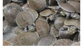 631 turtles seized near Andhra border by Odisha forest department, 7 arrested.