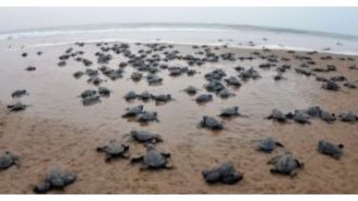 Thousands of Olive Ridley turtles lay eggs at Rushikulya river mouth every year.