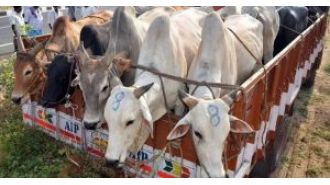 Eight people were arrested for protecting those who smuggle cattle, and authorities confiscated weapons and vehicles used for the illegal activity.