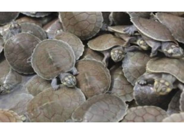 631 turtles seized near Andhra border by Odisha forest department, 7 arrested.