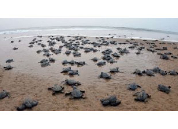 Thousands of Olive Ridley turtles lay eggs at Rushikulya river mouth every year.