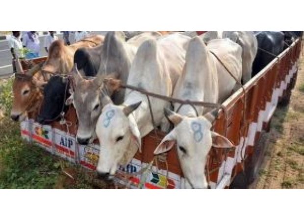 Eight people were arrested for protecting those who smuggle cattle, and authorities confiscated weapons and vehicles used for the illegal activity.