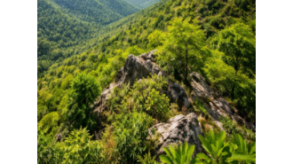 SC creates team of experts to reassess definition of Aravalli.