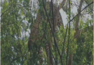 An investigation is underway after a leopard was discovered hanging from a tree in Ganjam.