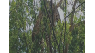 An investigation is underway after a leopard was discovered hanging from a tree in Ganjam.