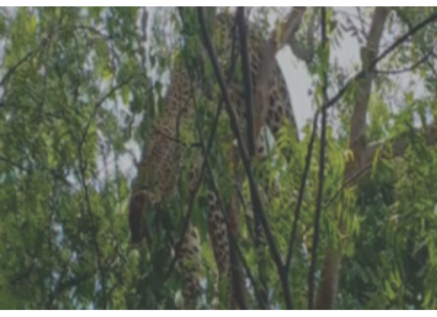An investigation is underway after a leopard was discovered hanging from a tree in Ganjam.