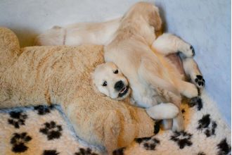 A dog that loves cows makes mooing sounds instead of barking.