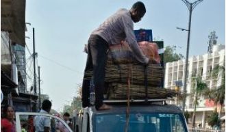 Worry over sal forest conservation due to trade of chew sticks.