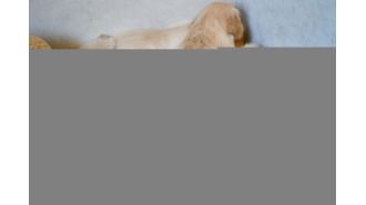 A dog that loves cows makes mooing sounds instead of barking.