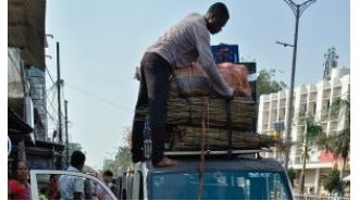 Worry over sal forest conservation due to trade of chew sticks.