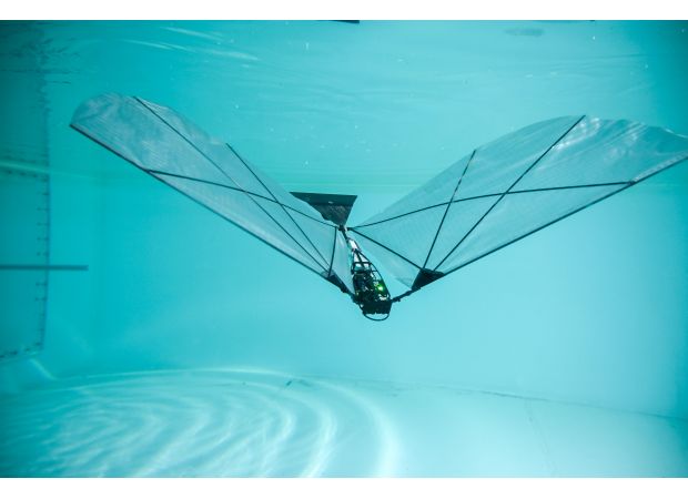 A new robot can swim underwater and fly like a bird.