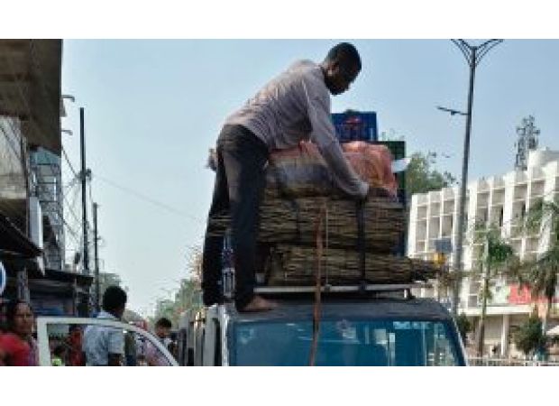 Worry over sal forest conservation due to trade of chew sticks.