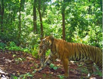 July 29th marks International Tiger Day, and the state of Odisha in India celebrates the success of tiger conservation efforts in Similipal National Park.