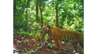 July 29th marks International Tiger Day, and the state of Odisha in India celebrates the success of tiger conservation efforts in Similipal National Park.