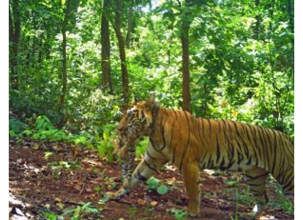 July 29th marks International Tiger Day, and the state of Odisha in India celebrates the success of tiger conservation efforts in Similipal National Park.