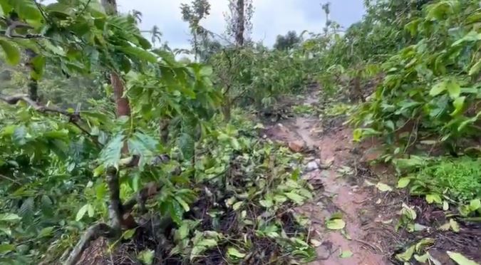 Coffee crop loss: Growers' delegation meets Coffee Board Chairman