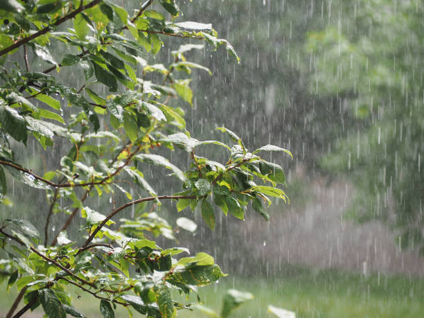 This year, the district has received 2483 inches of excess rainfall