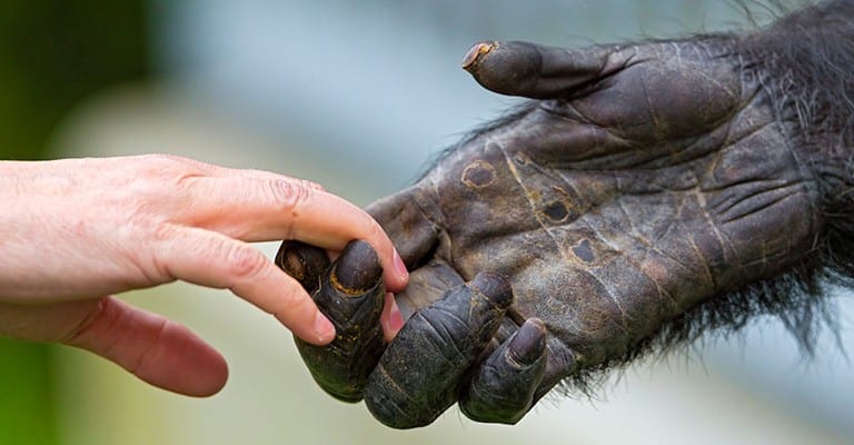 The relationship between humans and animals is sensitive