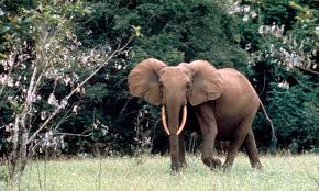 Wild elephants in Madapur