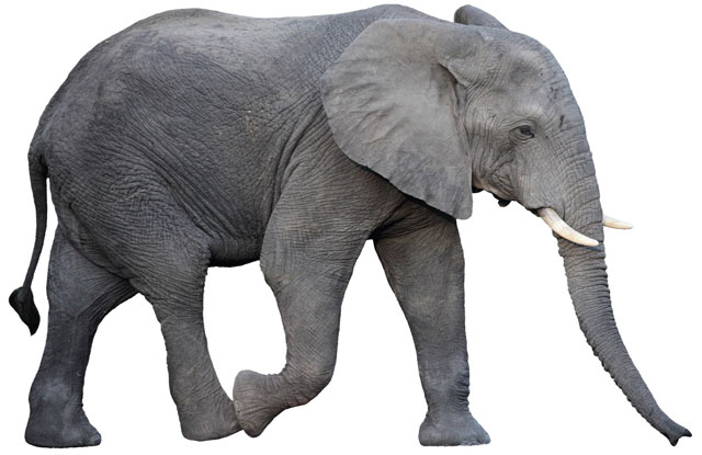 Wild elephant operation