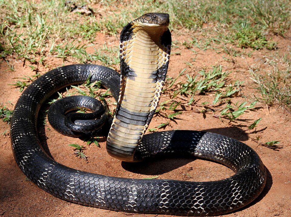 Cobra Rescue