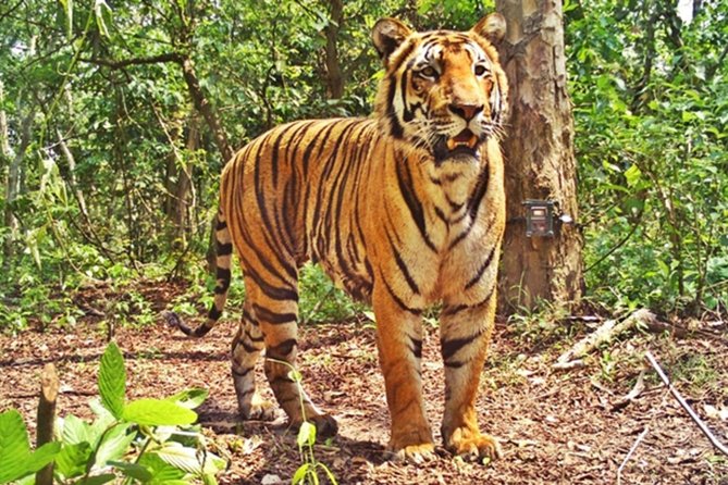 Tiger capture operation continues