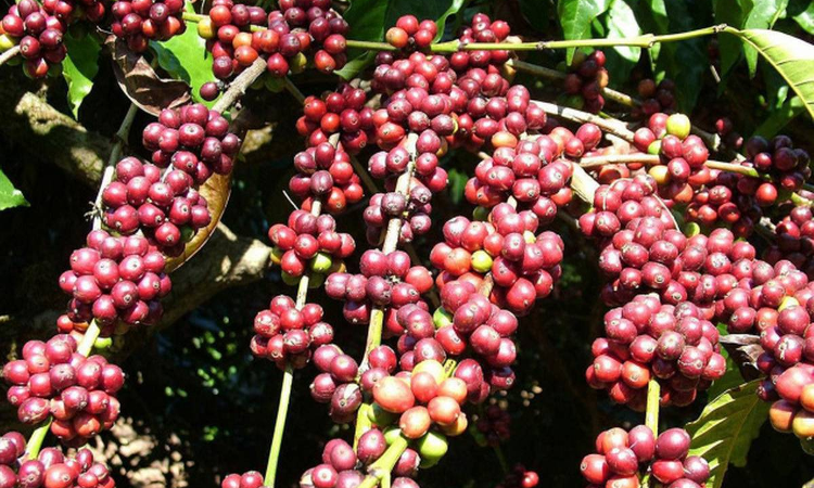Appeal to MPs seeking facilities for Coffee Board