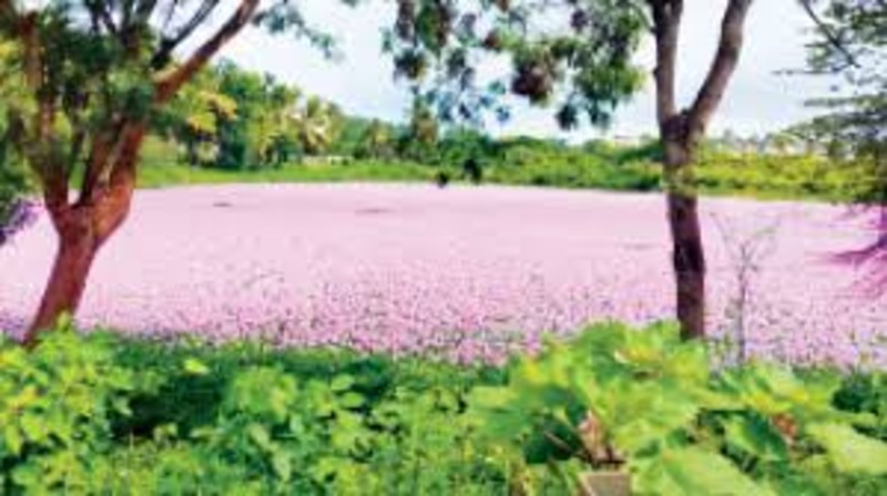 Flowers starting to disappear in Tavarekere