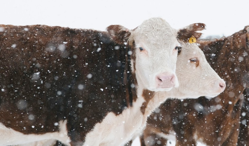 Two cattle die due to extreme cold