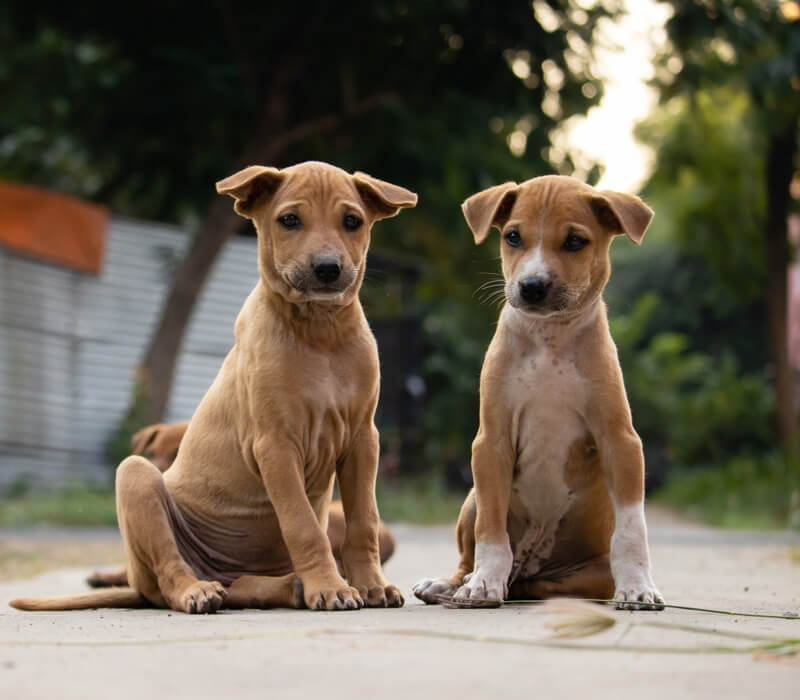 Doctor couple yearns for missing dog