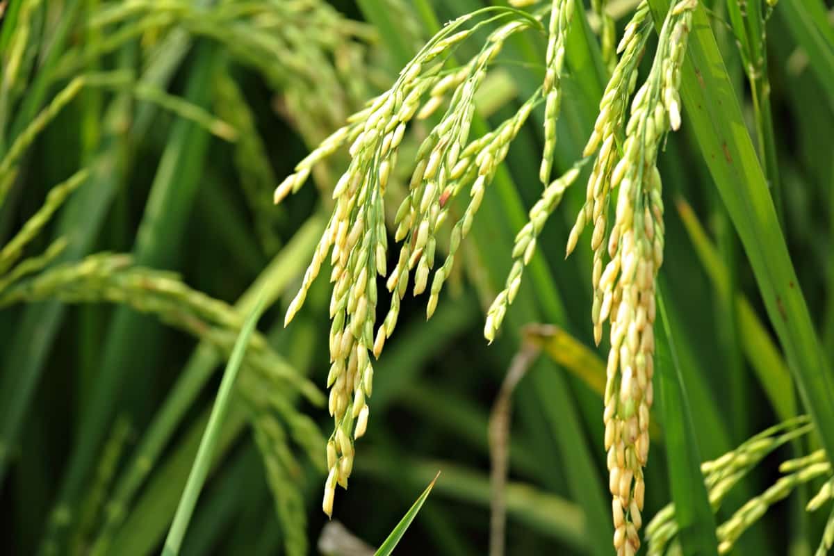 Damage to paddy seedlings