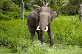 Wild elephants vandalize house yard