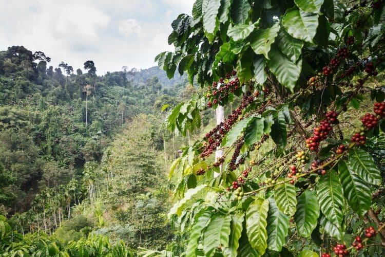 Coffee export to Europe impossible if number of trees in plantations decreases