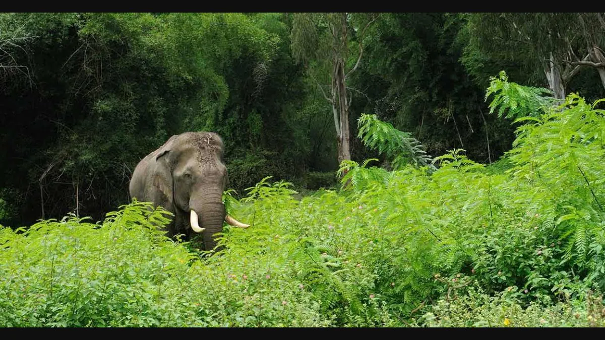 Wild elephants attack crops