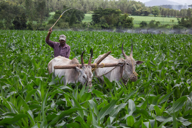 This time too, the farmer who gave up on ginger corn has set out to cultivate it.
