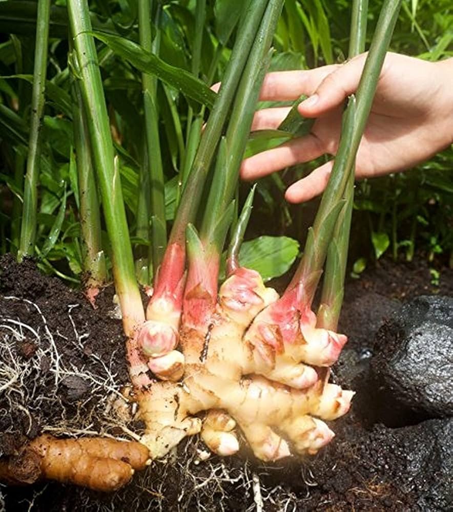Ginger crop farmers are happy with the increase in price