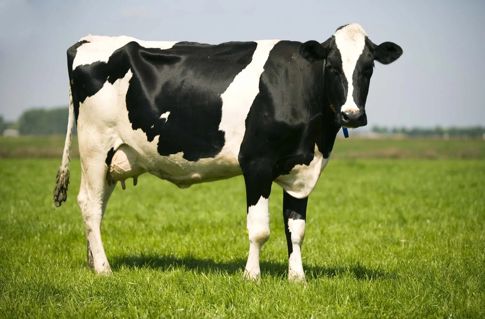 Kamadhenu Goshala, which is active in the sacred work of raising cows