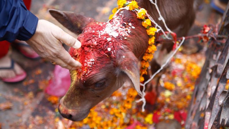 Diwali celebrated with cow worship by lighting lamps Madikeri