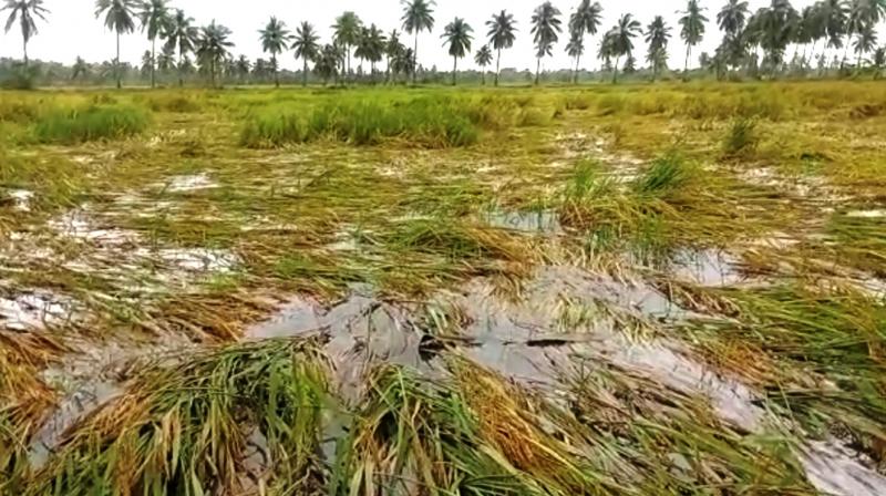 Rain damages crops