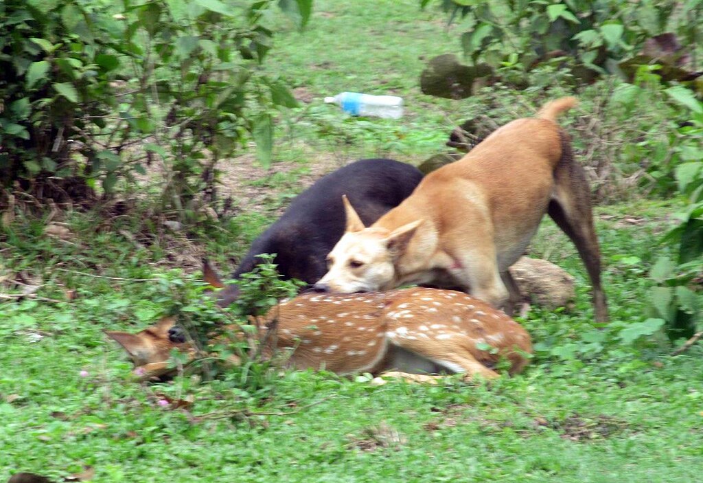 Deer killed by stray dogs