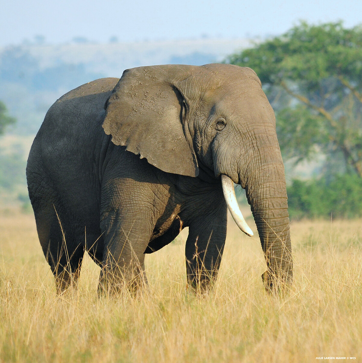 Wild elephant in the distance of the city