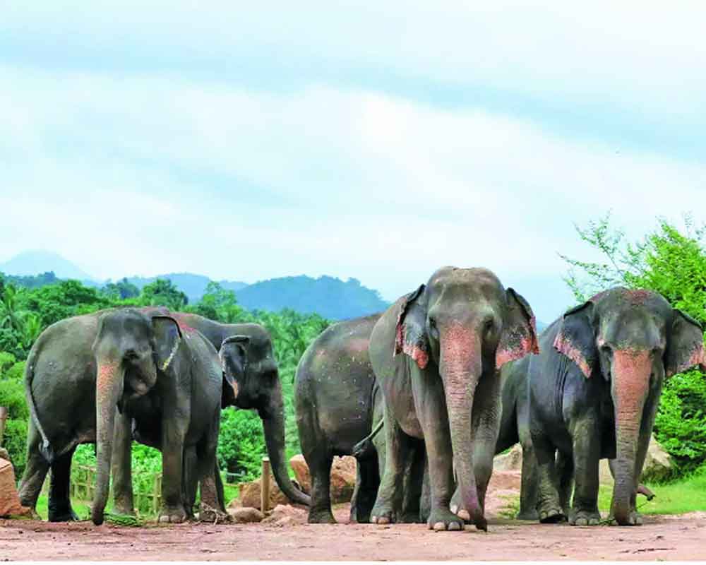 Wild elephants vandalize coffee plantations, destroy crops