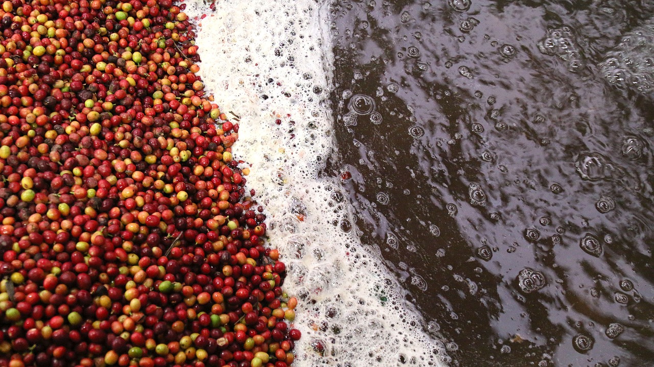 Coffee pulper waste water into stream, chairperson inspects