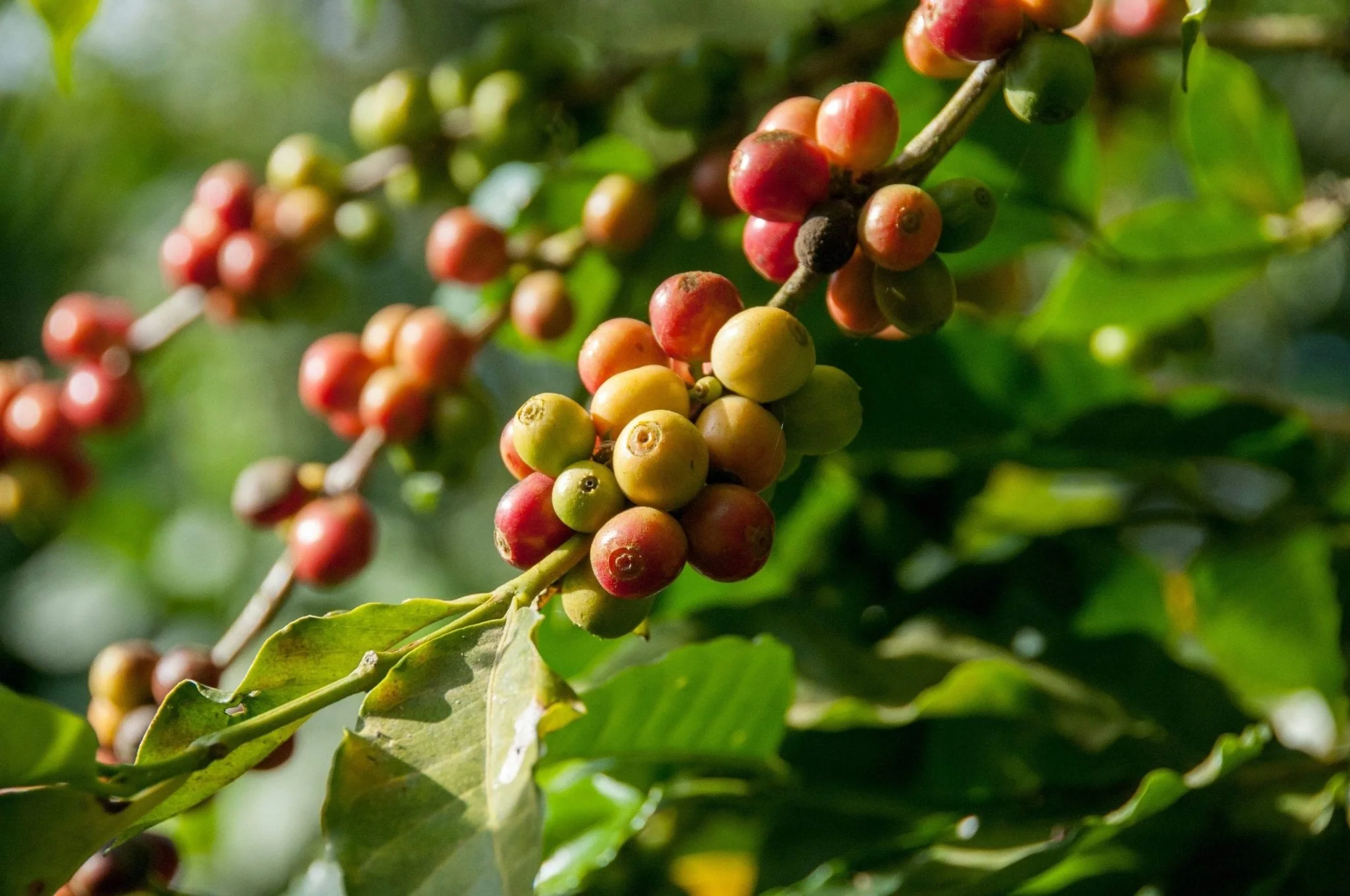 Coffee production should also increase with improvement in quality