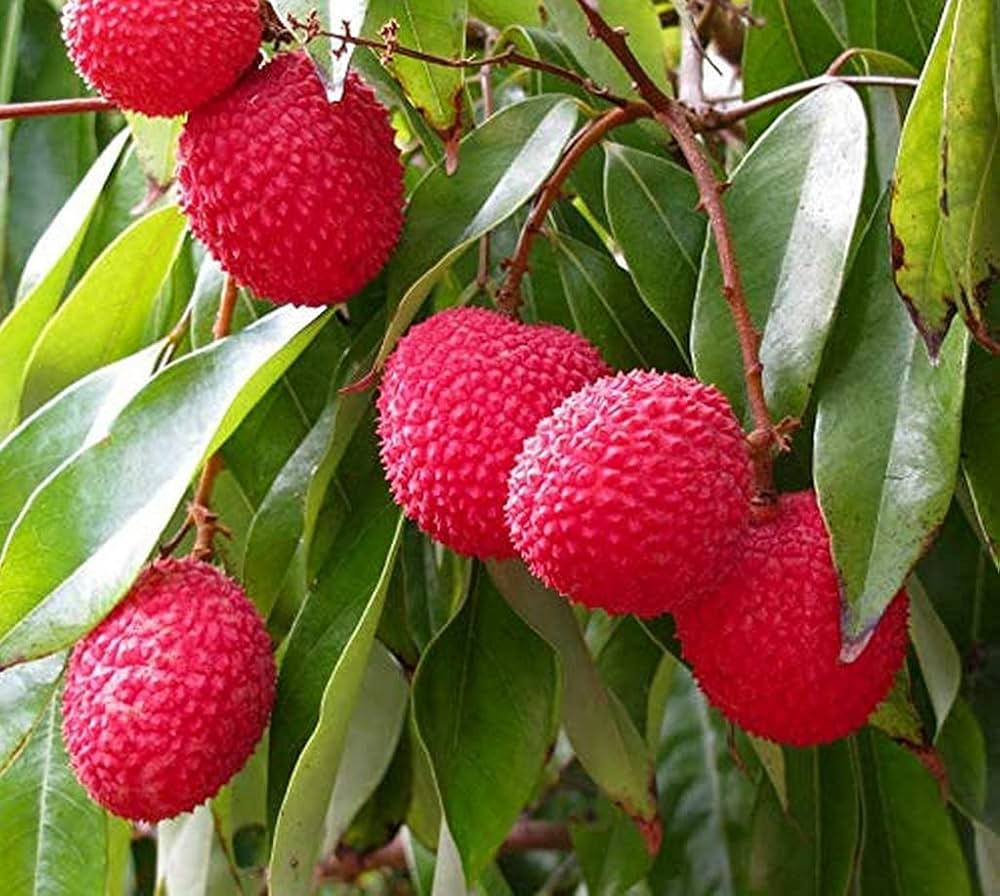 ‘Off-season litchi’ attracts farmers’ attention