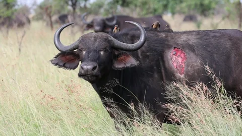 Cow Injured in Wild Buffalo Attack