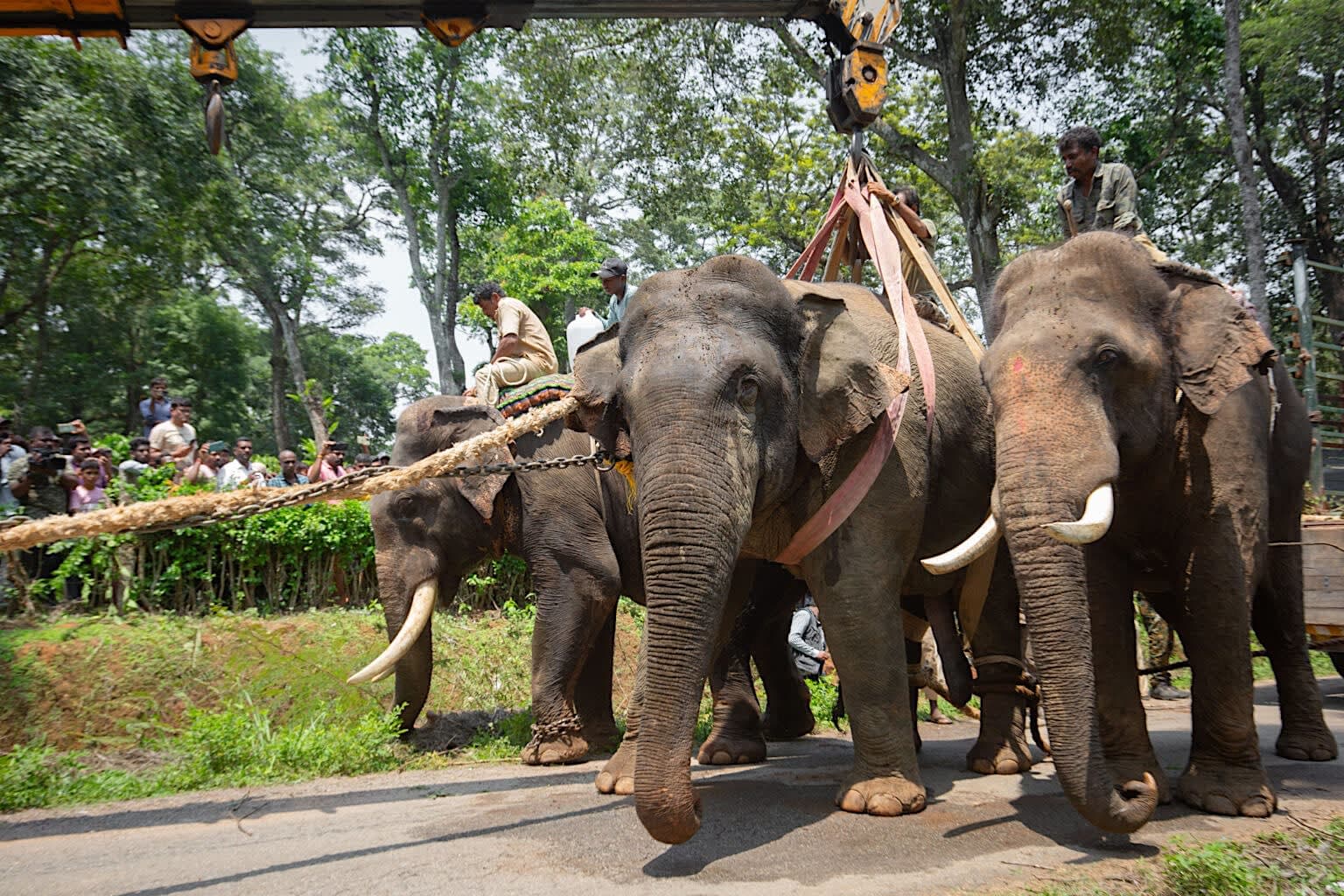 Elephant Capture Operation Successfully Completed