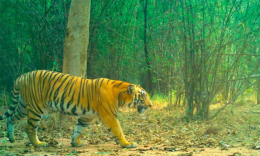 Tiger Sightings Spark Panic