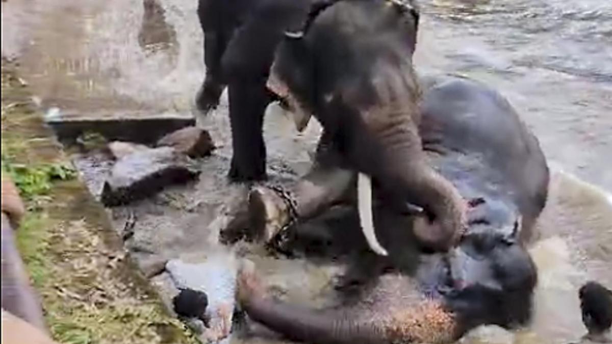 Male Elephant Found Dead at Dubare