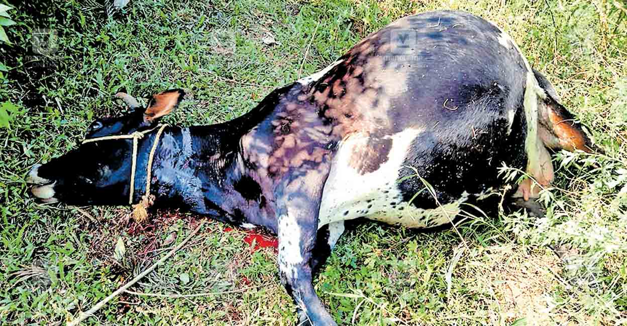 Tiger Kills Cow in Yalkanur Village